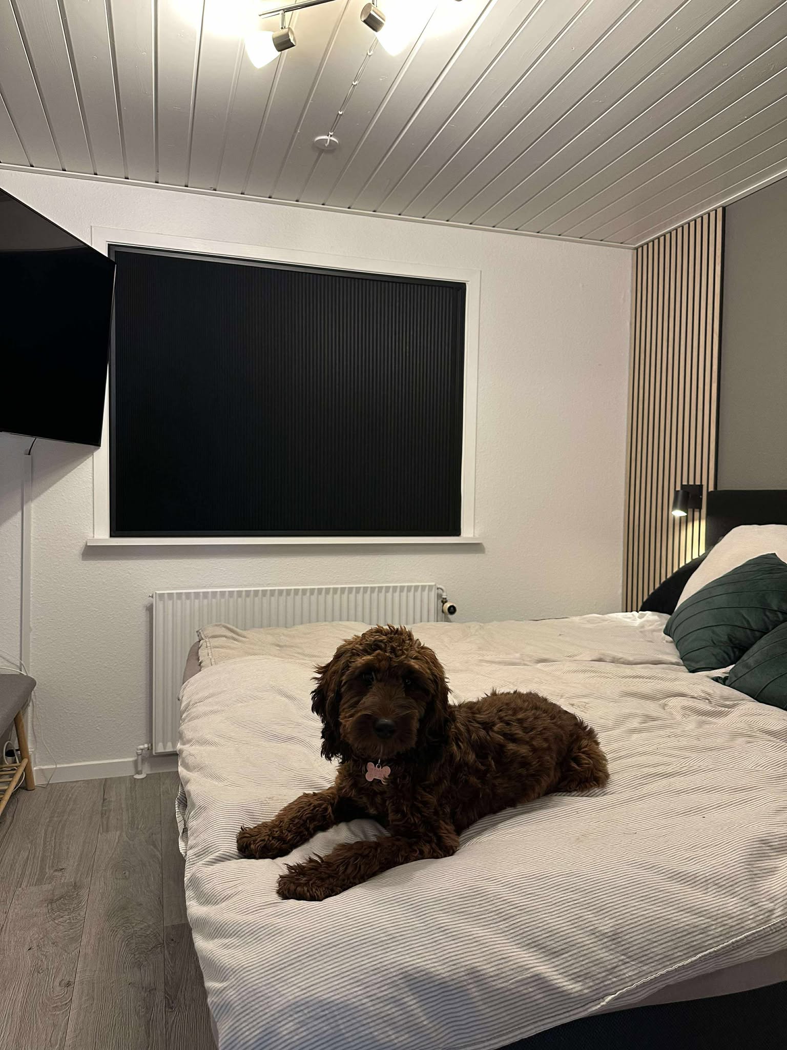 Soveværelse med hund