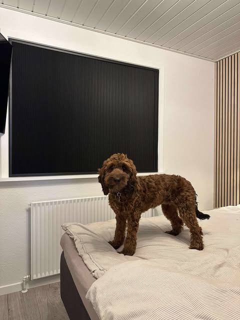 Total mørklægning persienner